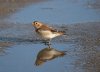 Snow Bunting at Canvey Island (Steve Arlow) (125608 bytes)